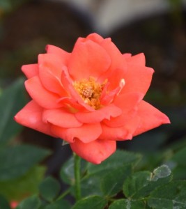 SHERI ANNE (miniature)